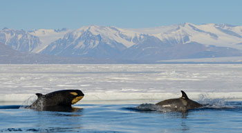 ROSS SEA